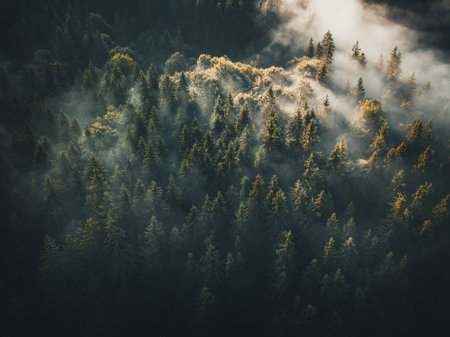 Aerial view of misty spruce forest in Carpathian mountains at sunrise