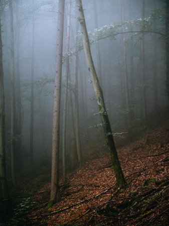 Mysterious dark forest in the morning fog. Misty autumn forest.の写真素材