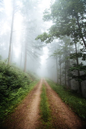 Pathway through the forest in a mysterious foggy morning, natural backgroundの写真素材