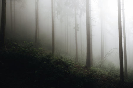 Morning in the forest. Fog in the forest. Moody view.