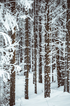 Beautiful winter landscape with snow covered trees in the forest. Toned.の写真素材