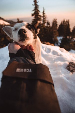 Cute dog sleeping in the arms of a man on the background of the mountainsの写真素材