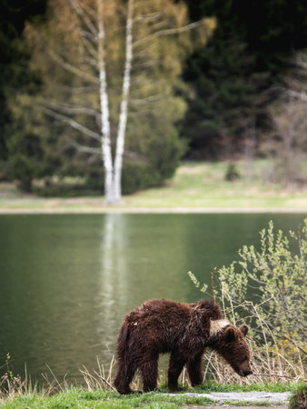 brown bear on the bank of a lake in the forest, summer