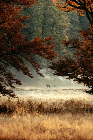 Deer in the foggy autumn forest. Fall season landscape.の写真素材