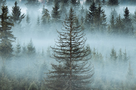 Foggy morning in the coniferous forest. Toned.の写真素材