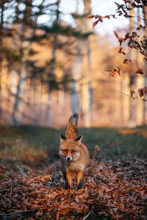 Red fox (Vulpes vulpes) in autumn forest.
Close up of red fox at sunrise.の写真素材