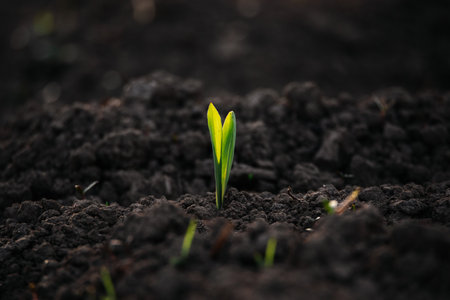 Green seedling growing out of soil in morning light. Agriculture concept