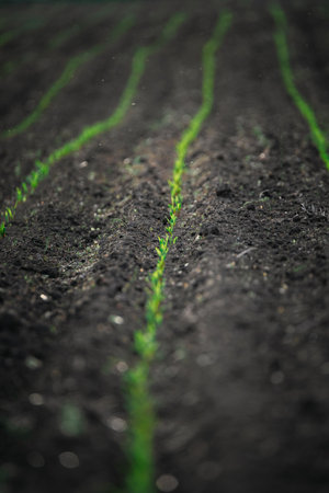 Rows of young wheat seedlings growing on a field in springの写真素材