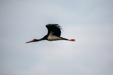 Black stork flying.の写真素材