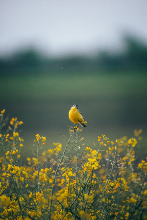Yellow bird sitting on a branch in a field of yellow flowers.の写真素材