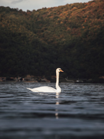 Beautiful white swan swimming on the lake in autumn season.の写真素材