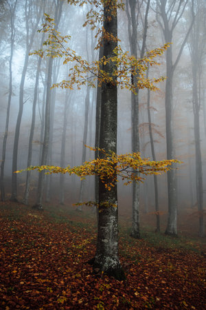 Autumn forest in a foggy day. Beauty in nature.の写真素材