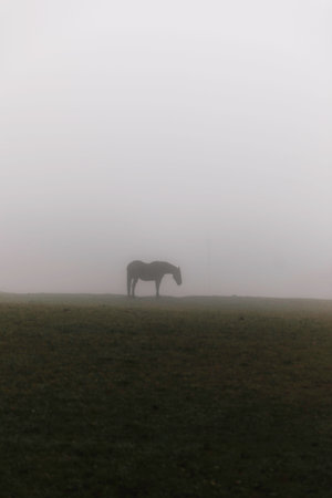 Horse in the fog on a meadow in the early morningの写真素材