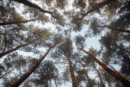 Pine trees in the forest on a sunny day. View from below.の写真素材
