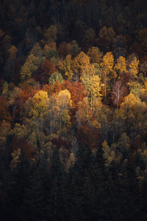 Autumn forest in the mountains. Colorful trees in autumn forest at sunset. Autumn wallpaper.