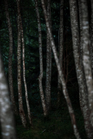 Dark forest with tree trunks in the foreground and dark background.の写真素材