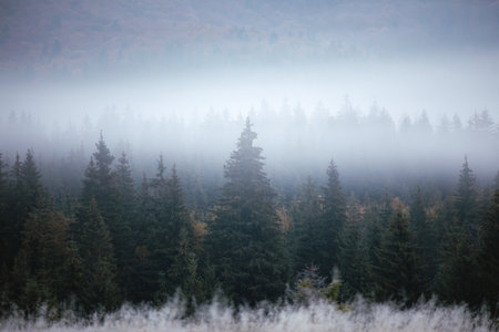 Foggy morning in the Carpathian mountains, Abstract vintage style.の写真素材