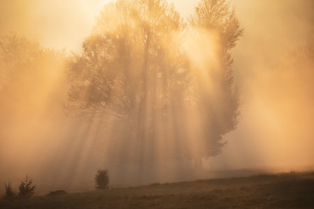Foggy morning in the forest with sunbeams and lens flareの写真素材