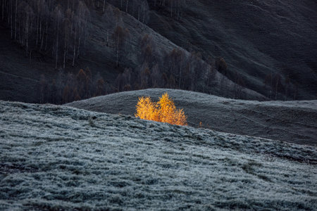 Tree illuminated by sun at early morning. Frozen autumn landscape.の写真素材