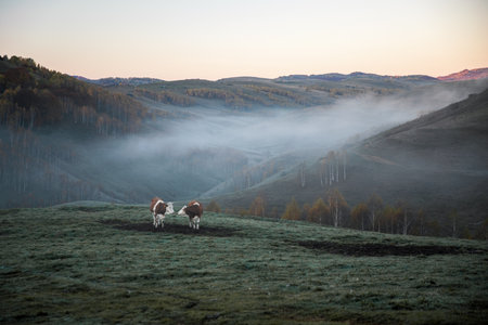 Cows grazing on the meadow in the mountains at sunrise.