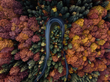 Aerial view of a road in the autumn forest. Top view.の写真素材