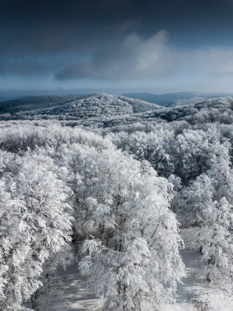 Winter landscape with snow covered trees in mountains. Carpathian, Ukraineの写真素材