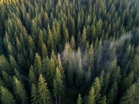 Aerial view of coniferous forest at sunset. Drone photographyの写真素材