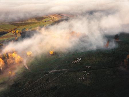 Aerial view of foggy autumn landscape with sheep in the fieldの写真素材