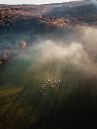 Aerial view of foggy meadow with sheeps in autumnの写真素材
