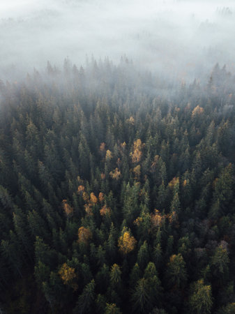 Aerial view of foggy forest in autumn. Top view.の写真素材