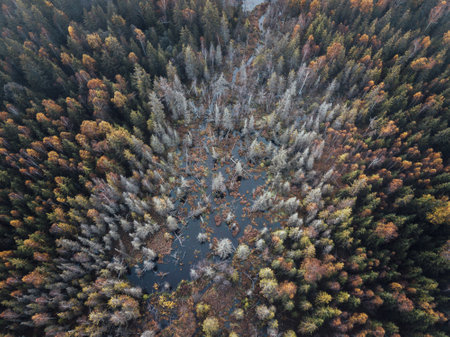 Aerial view of autumn forest. Top view of autumn forest and lake.の写真素材