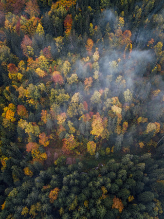 Aerial view of autumn forest with colorful trees and fog in the morningの写真素材