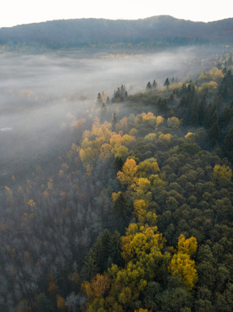 Aerial view of foggy forest in autumn, South Bohemia, Czech Republicの写真素材