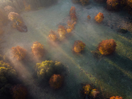 Aerial view of foggy autumn morning in the forest with sunbeamsの写真素材