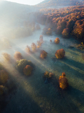 Aerial view of autumn forest in foggy morning. Beautiful landscapeの写真素材