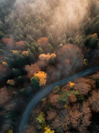 Aerial view of autumn forest with road in the morning fog.の写真素材