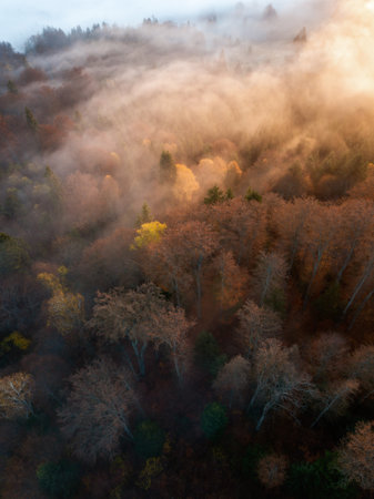 Aerial view of foggy forest in autumn. Colorful trees in sunlight.の写真素材