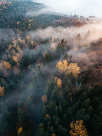 Aerial view of foggy forest in autumn. View from droneの写真素材
