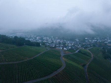 Vineyards in the fog. View from the top of the mountain.