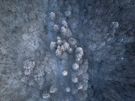 Aerial view of winter forest with trees covered with hoarfrostの写真素材