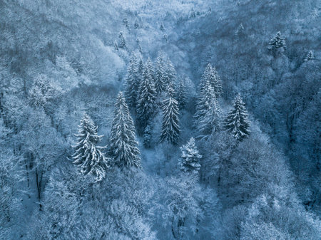 Aerial view of winter forest with snow covered trees. Nature backgroundの写真素材