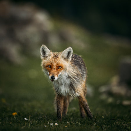 Red fox (Vulpes vulpes) in the nature.