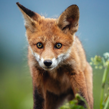 Portrait of a red fox (Vulpes vulpes)の写真素材