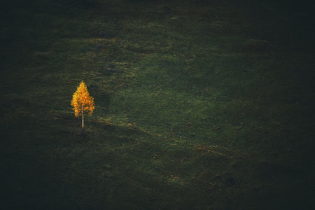 Aerial view of a lonely tree in the middle of a fieldの写真素材