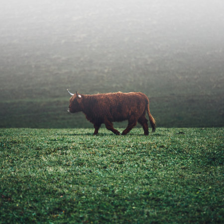 Highland cow on a foggy meadow in the mountains.の写真素材