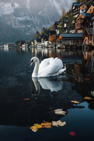 Swan swimming on a lake in autumn.の写真素材