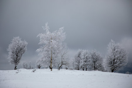 Frozen trees on winter field and cloudy sky. Cold weather concept.