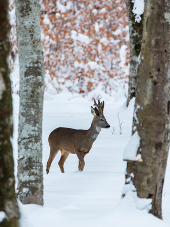 Roe deer (Capreolus capreolus) in the winter forestの写真素材