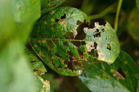 Soybean plant leaves eaten by caterpillar. Mato Grosso State - Brazil