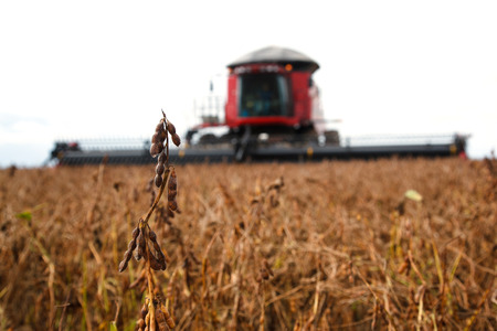 Soybean harvest.の写真素材